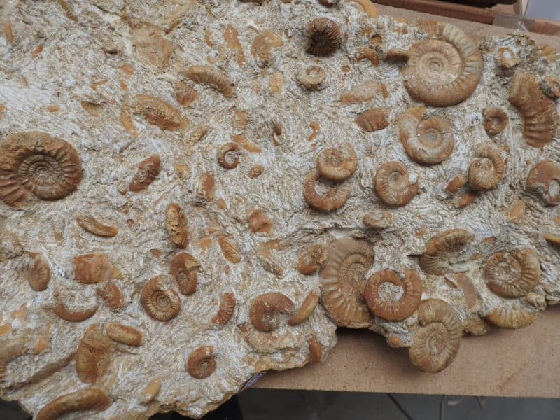 Plaque Ammonites Callovien