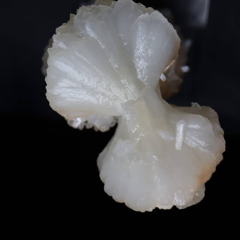 Stilbite noeud papillon