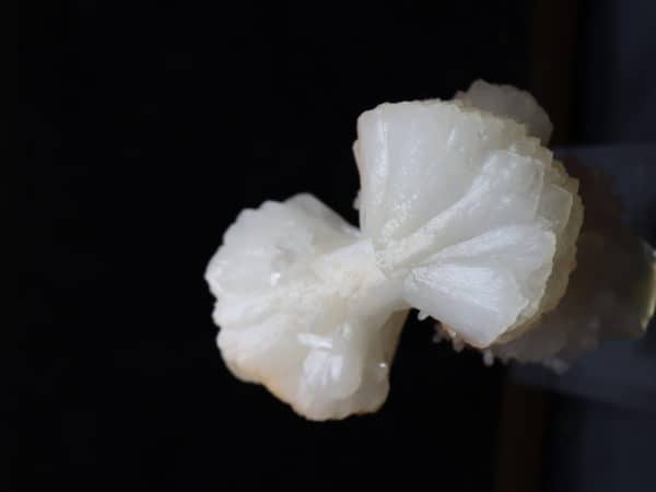 Stilbite noeud papillon