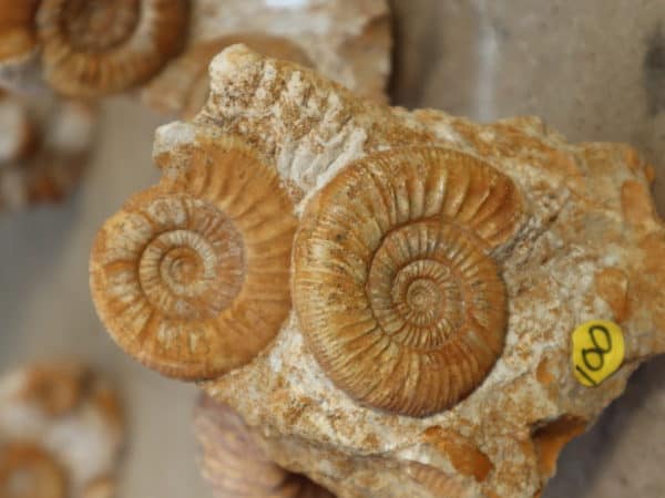 Ammonites Callovien