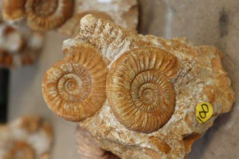 Ammonites Callovien