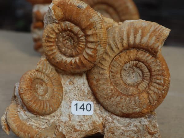 3 Ammonites Callovien