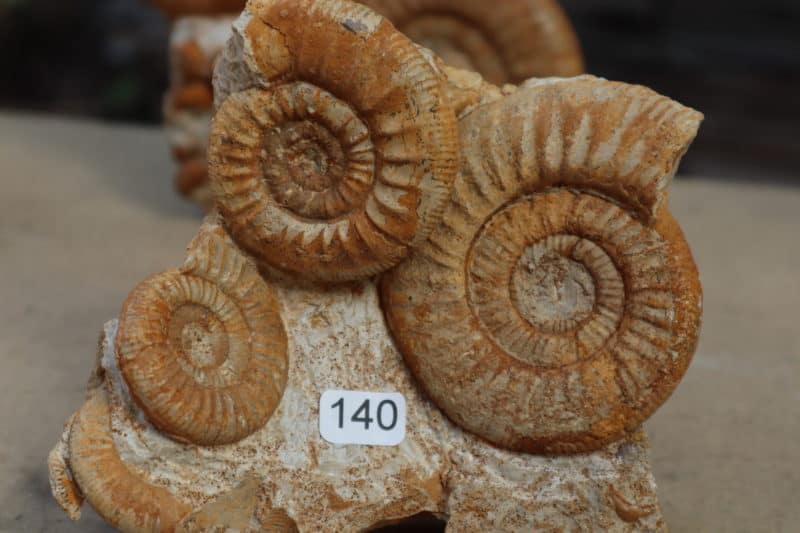 3 Ammonites Callovien