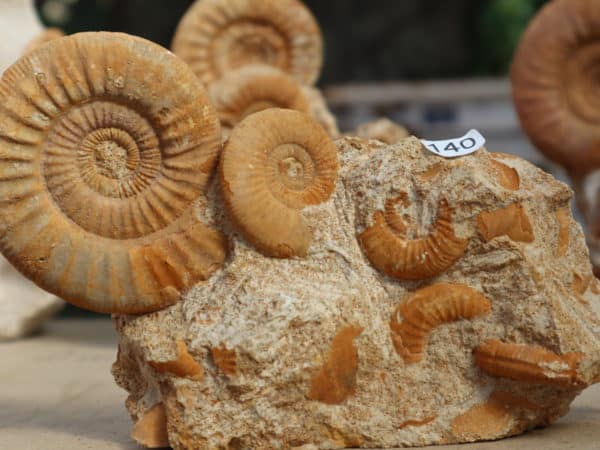 Ammonites Callovien