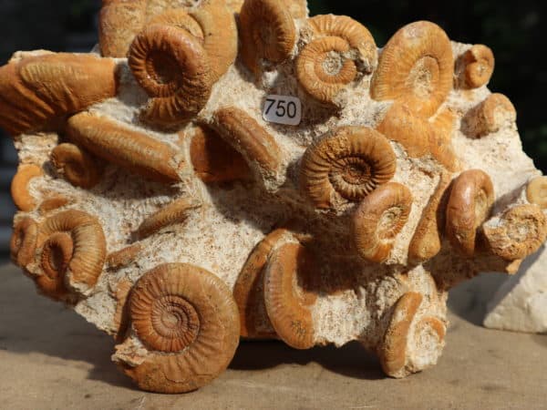 Ammonites du Jurassique