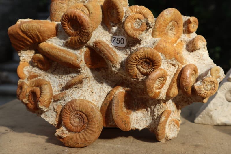 Ammonites du Jurassique