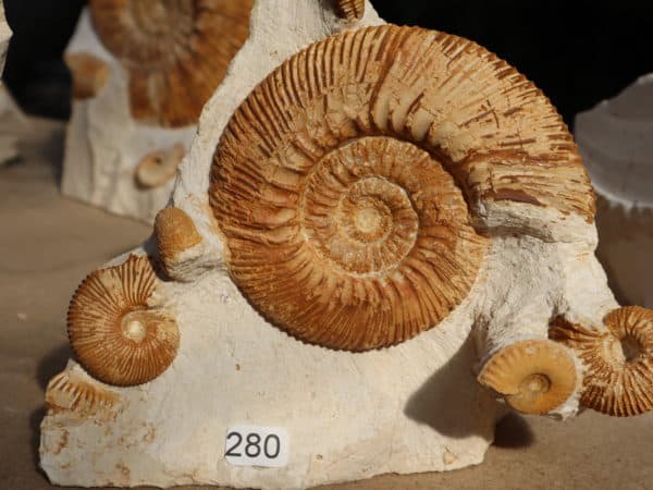 Ammonites sur bloc