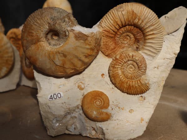 Groupe 4 Ammonites