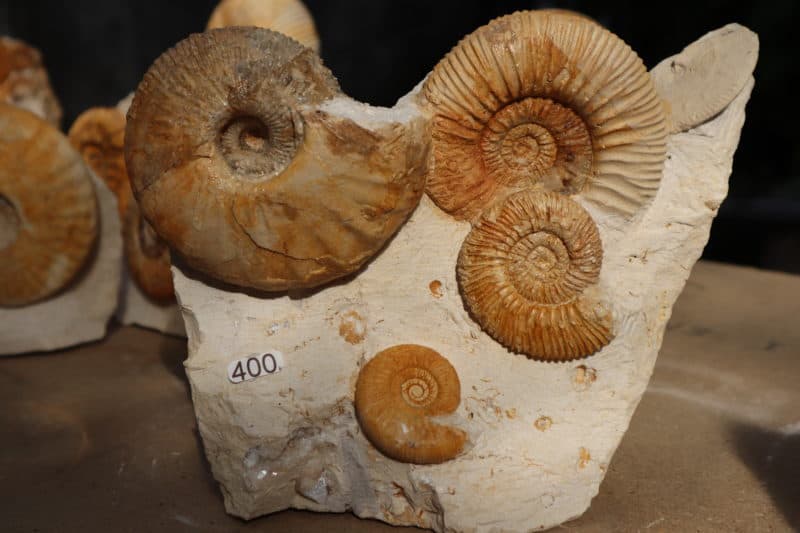 Groupe 4 Ammonites