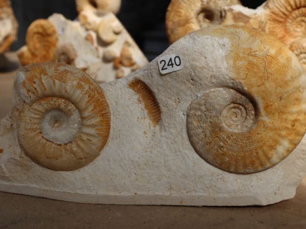 Ammonite coeur calcite