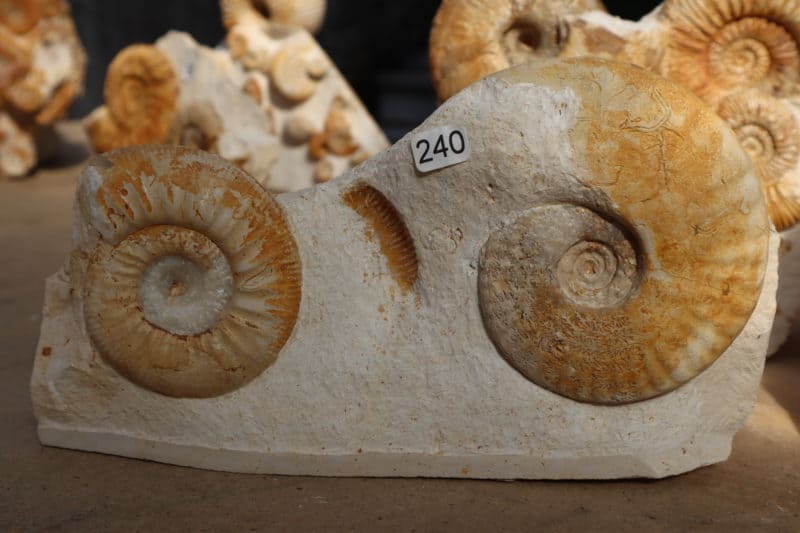 Ammonite coeur calcite