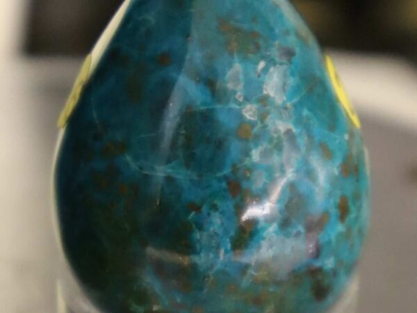 oeuf chrysocolle