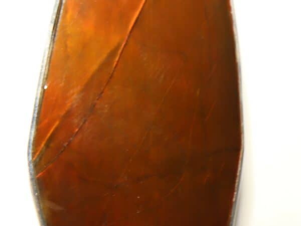 Ammolite