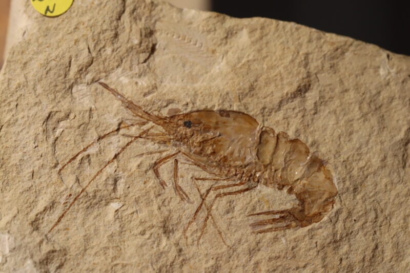 Carpopenaeus Liban