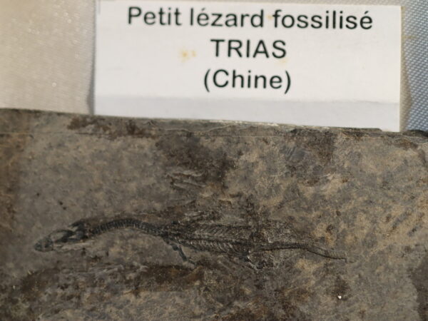 Fossile de reptile