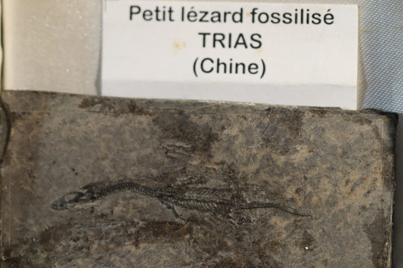 Fossile de reptile