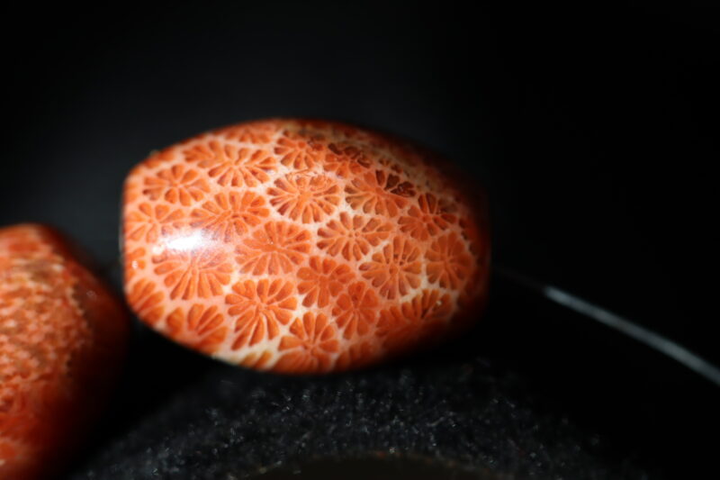 Bracelet Corail fossilisé