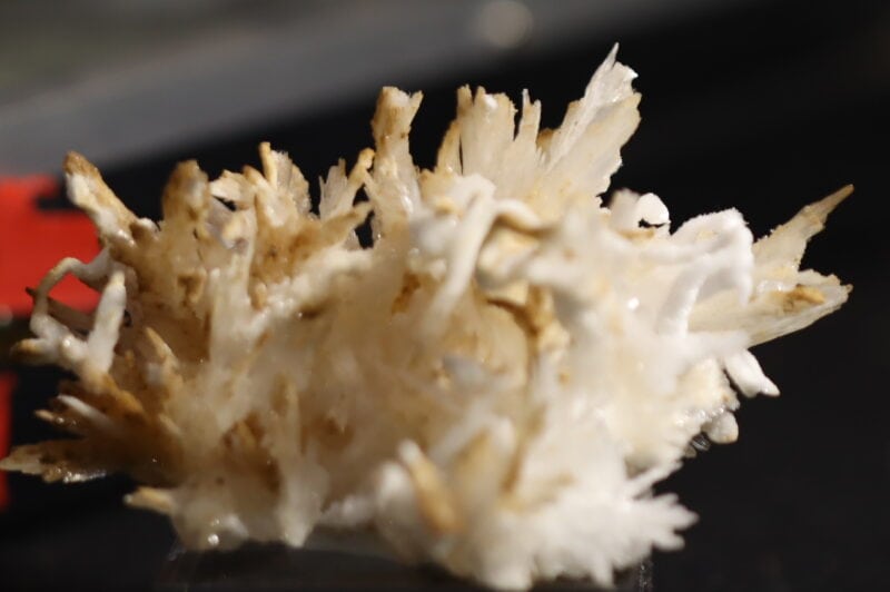 Aragonite Viane n15