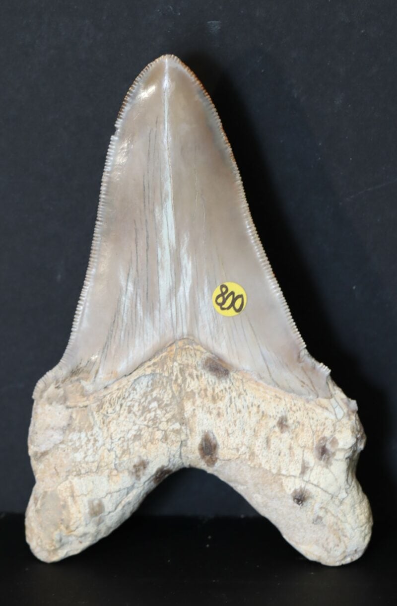 Carcharodon Megalodon