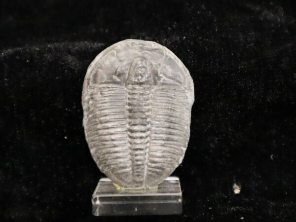 Trilobite Utah