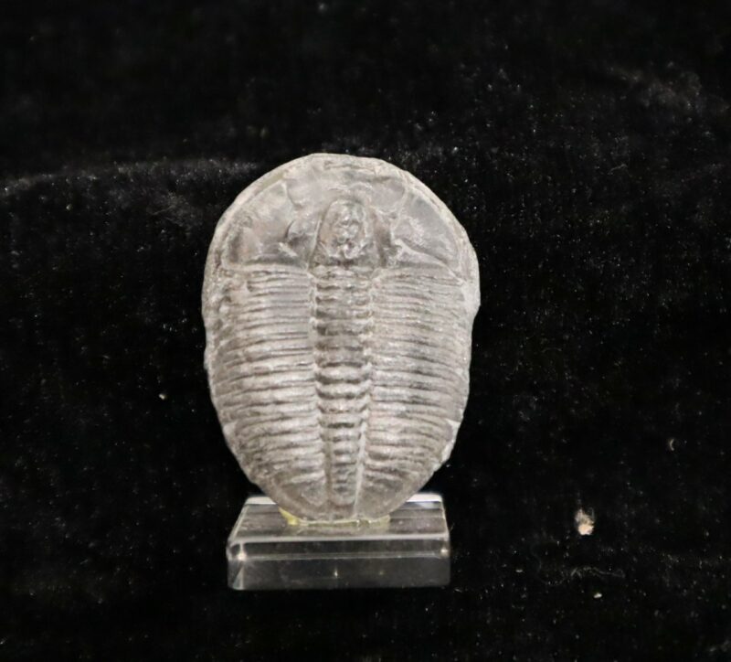 Trilobite Utah