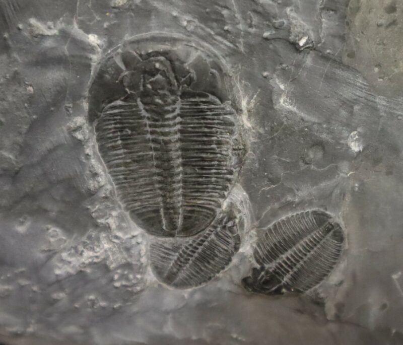 Trilobite bloc Utah