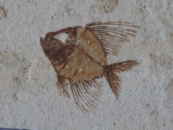 Poisson fossilisé Aipichthysis minor