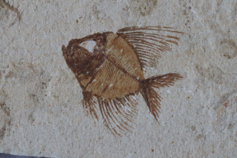 Poisson fossilisé Aipichthysis minor