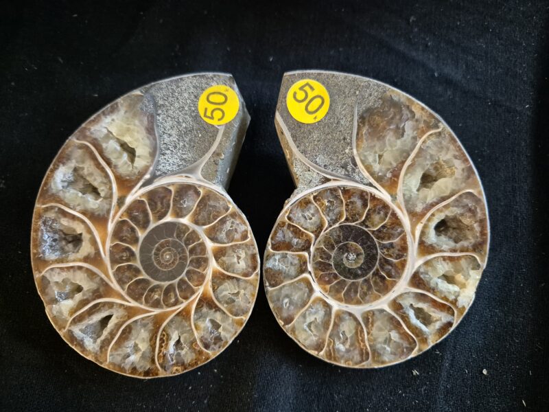 Ammonite sciée polie 3