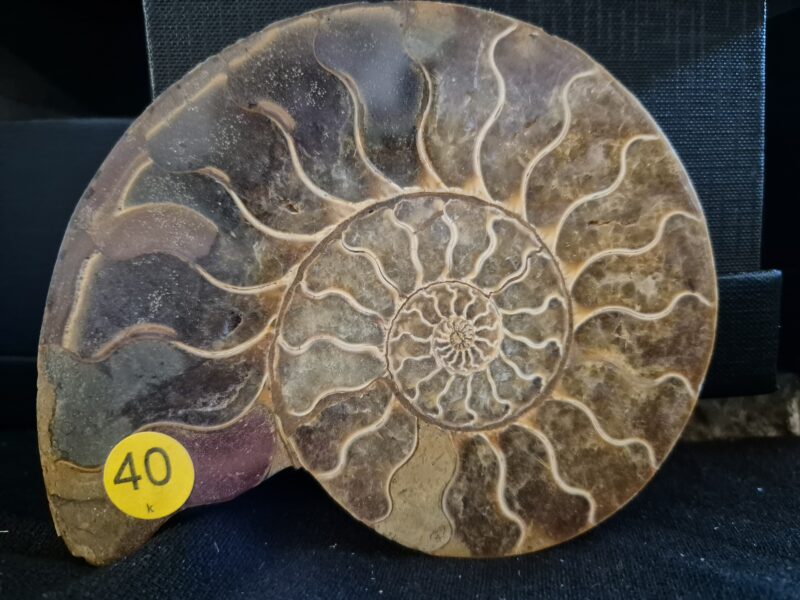 Ammonite sciée polie 4