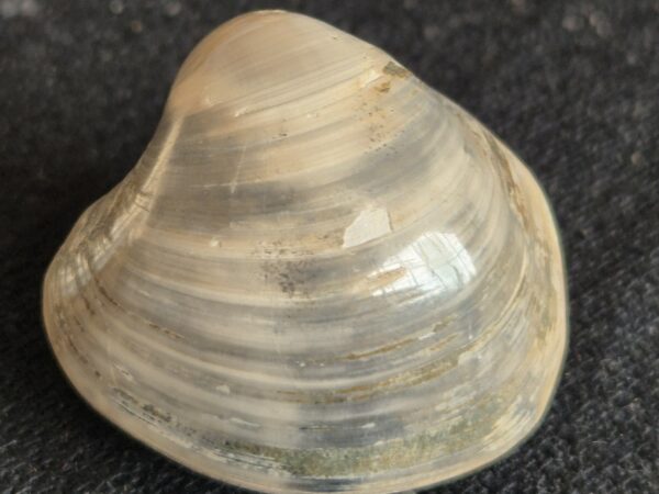 Bivalve