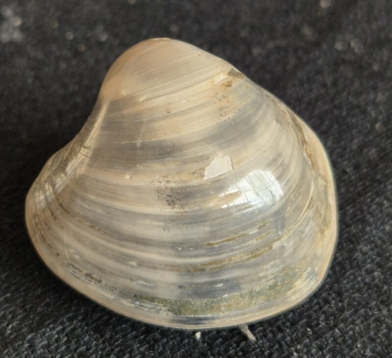 Bivalve