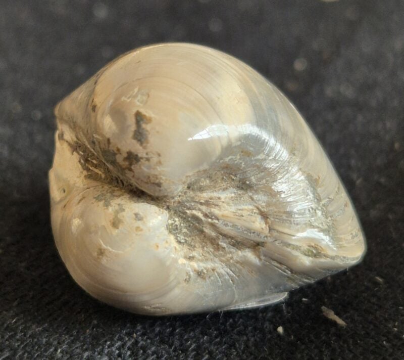 Bivalve