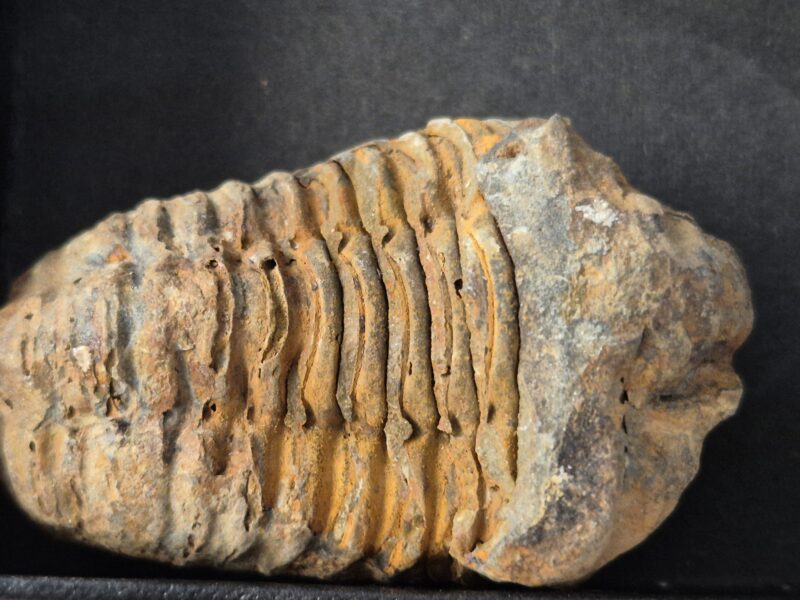 Trilobite Calymène