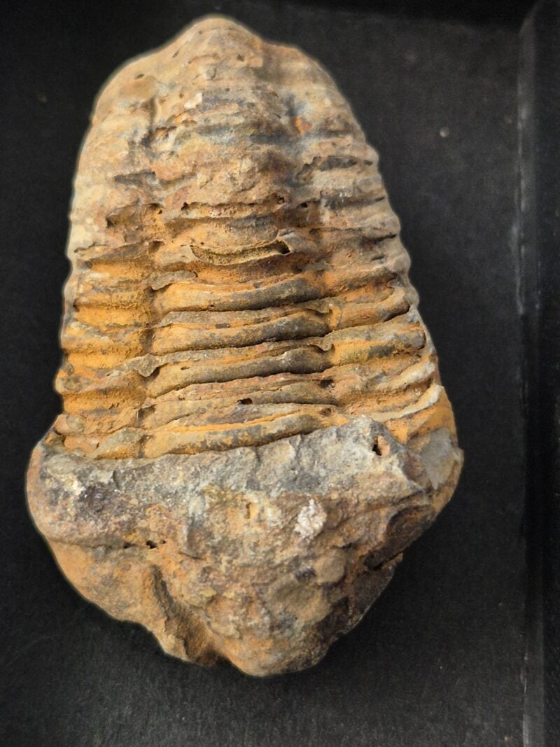 Trilobite Calymène