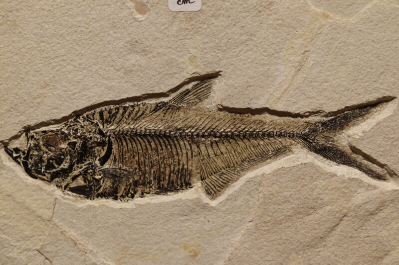 Dyplomystus