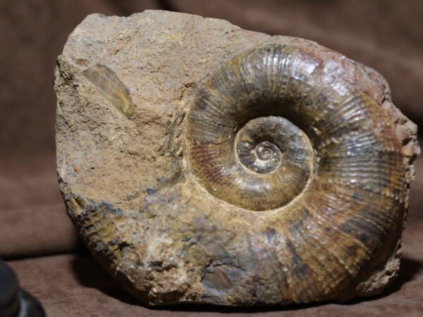 Lytoceras