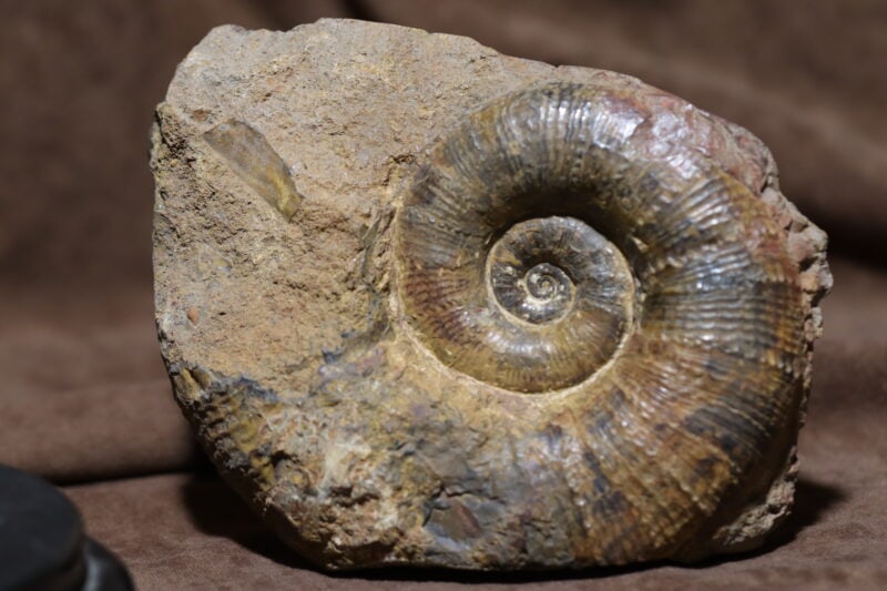 Lytoceras