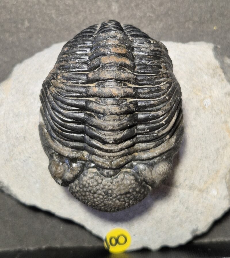 Trilobite Phacops