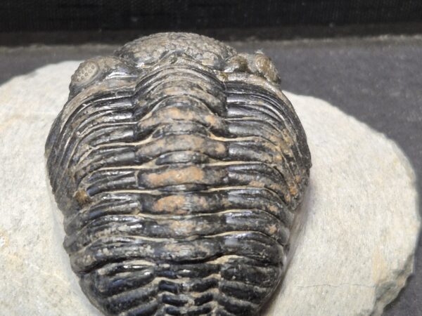 Trilobite Phacops