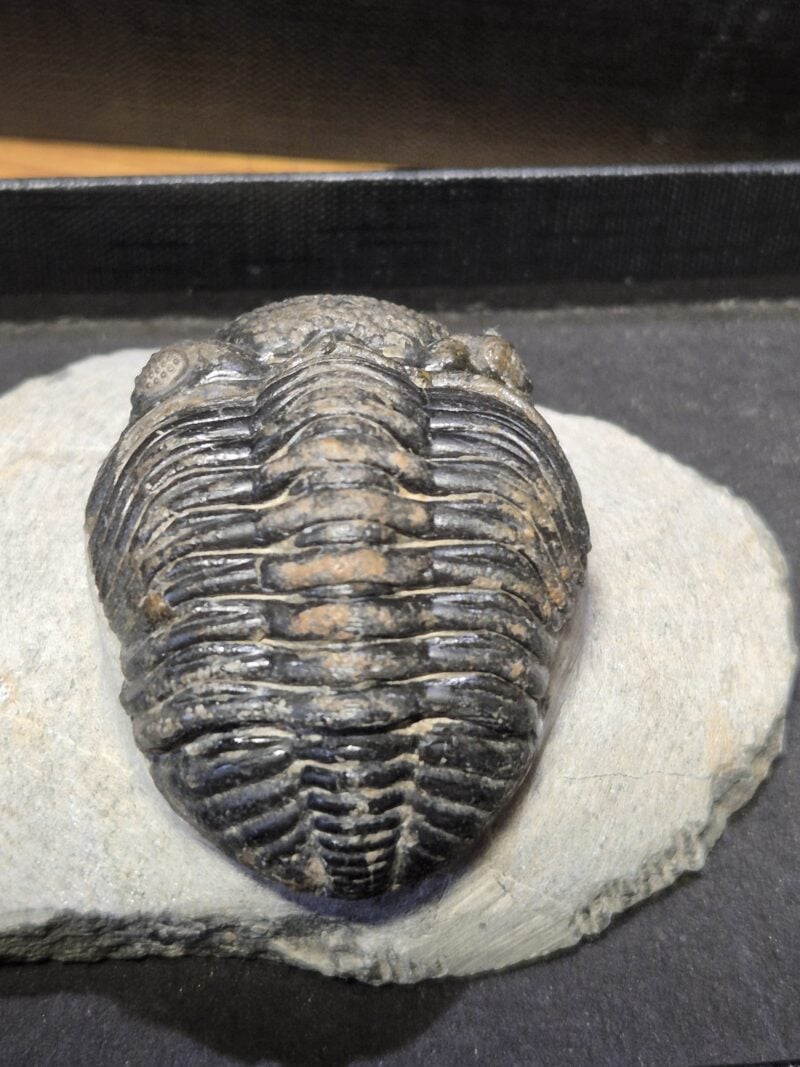 Trilobite Phacops