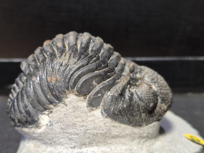 Trilobite Phacops