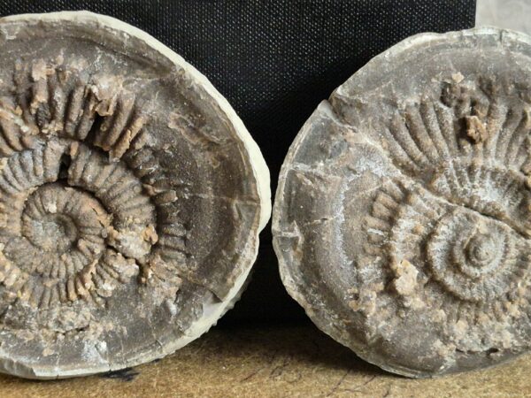 Ammonite nodule drôme