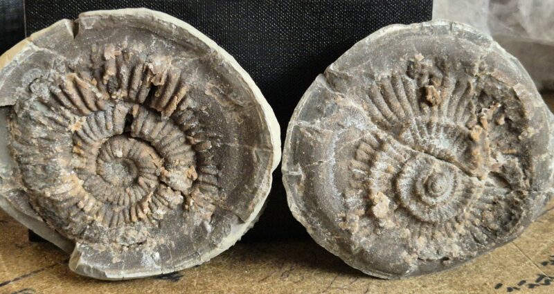 Ammonite nodule drôme