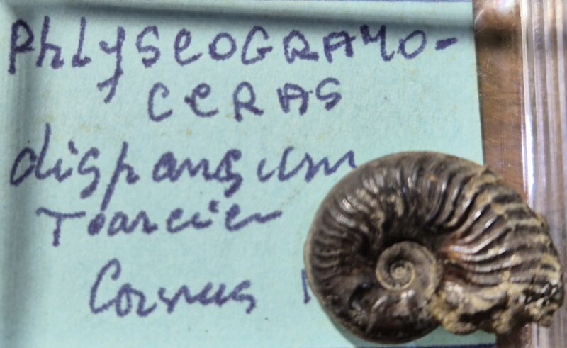 Phlyseogrammoceras dispansum