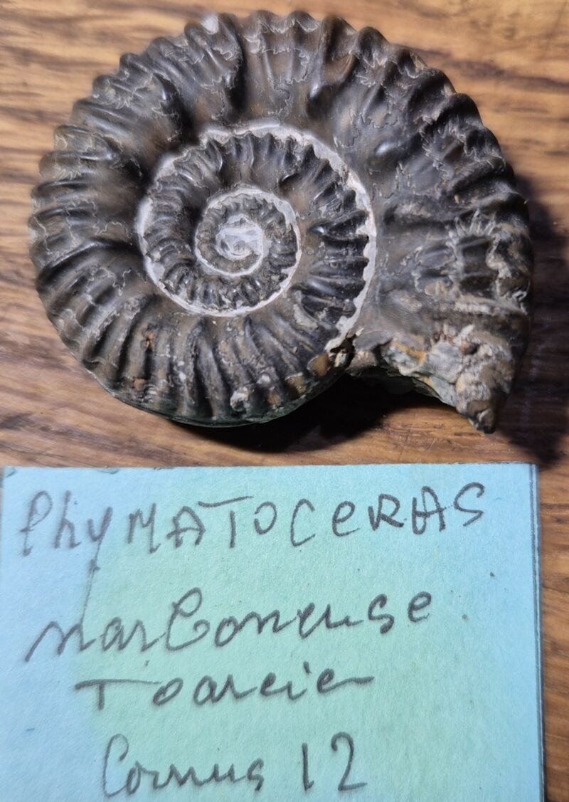 Phymatoceras narbonense