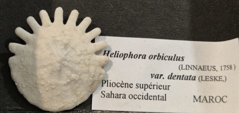 Oursin Héliophora orbiculus