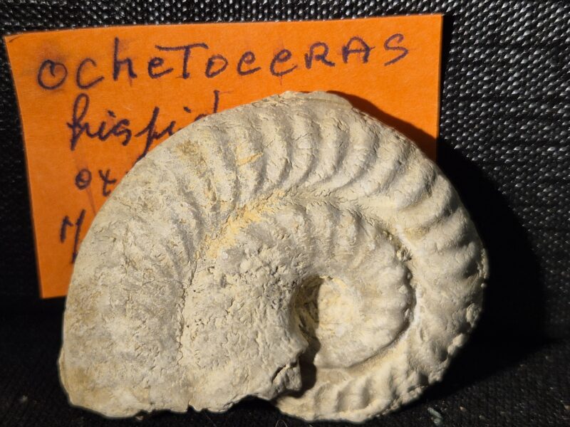 Ochetoceras hispidum