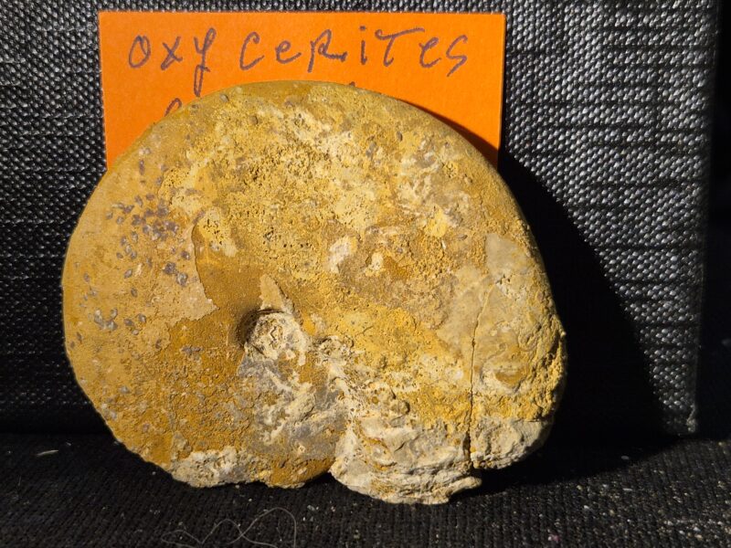 Oxycerites