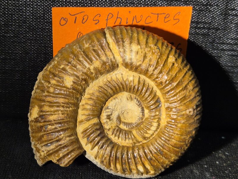 Otosphinctes